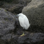 Egreta albă
