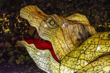 Alligator lantern