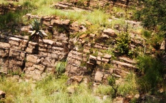 Aloe On Exposed Layers Of Rock