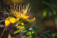 Anteras de flor amarela hypericum