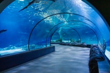 Tunnel dell'acquario