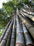 Bambus w Kostaryce