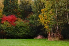 Clareira da floresta de outono de árvore