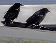 Ptáci na dveře auta