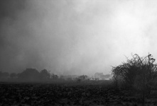 Zwart-wit beeld van bosbrand