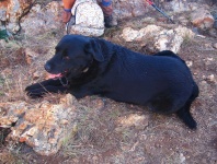 Black Labrador Resting On A Hike