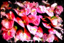 Blanket Of Laceleaf Blooms