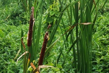 Bulrushes In Wetland