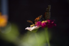 蝴蝶与花