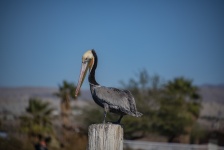 Pelicano-pardo da Califórnia no Post