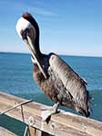 Kalifornie Brown Pelican