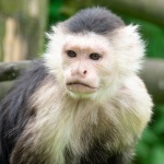 Macaco capuchinho