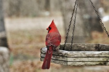 Cardeal no alimentador de pássaros