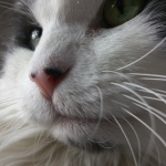 Closeup de gato