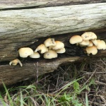 Cogumelos em um tronco de árvore