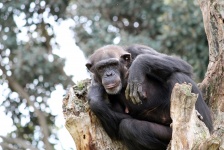 Cimpanzeu comun