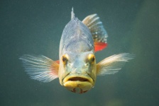 Cichla Ocellaris Fish