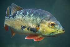 Cichla ocellaris Fisch
