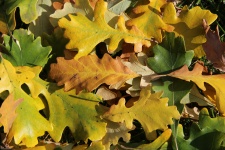 Colorful Oak Leaves