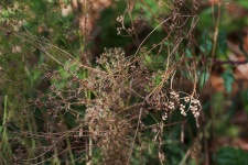 Coriander Seeds On A Drying Plant