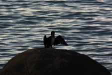 Cormorant On A Rock