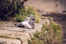 Couple Of Pigeons