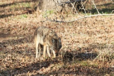 Coyote Hunting in Winter