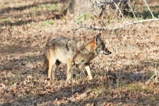 Coyote Profile
