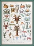 Crustáceos por Adolphe Millot