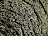 Curved Tree Trunk Bark Background