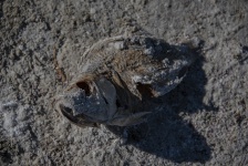 Pez Muerto Muerto Salton Sea