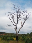 Mrtvý strom na travnaté krajině