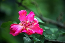 Decadente rosa flor rosa
