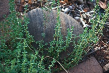 Delicate Green Thyme With Stone