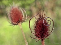 Bodlák podzimní makro rostlin
