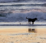 Dog running along the ocean shore