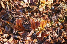 Seco caído noz pecã árvore folhas
