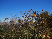 Drying Yellow Leaves On Small Tree