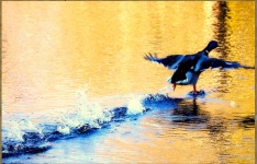 Duck taking flight