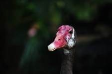 Face of a spurwinged goose