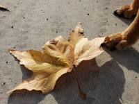 Fall Leaf, Dog Paw