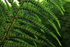 Farn grün Blatt Pflanze