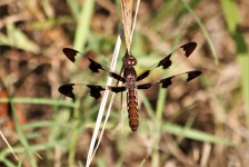 Close-up libélula fêmea Whitetail