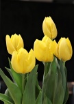 Cinco tulipas amarelas no preto