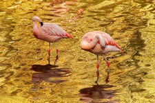 Plameňáci růžoví ptáci voda