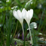 Flori, crocus alb
