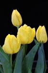 Čtyři žluté tulipány na černém pozadí