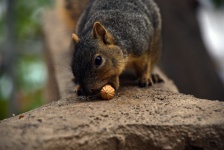 Fox veverka jíst arašídy