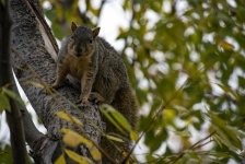 Fox Squirrel In Tree