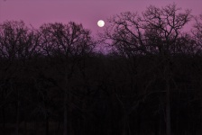 Full Moon Over Trees In Purple Sky